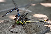 Dragonfly Cannibalism